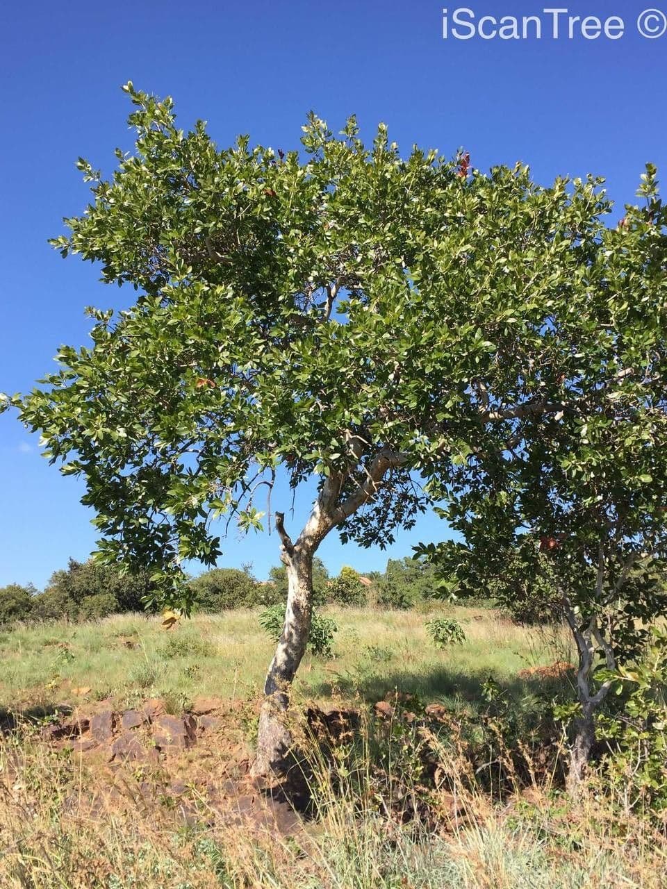 Ochna pulchra 4