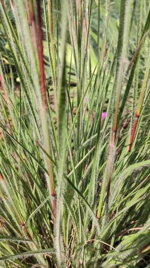 Danthonia a una spiga 16