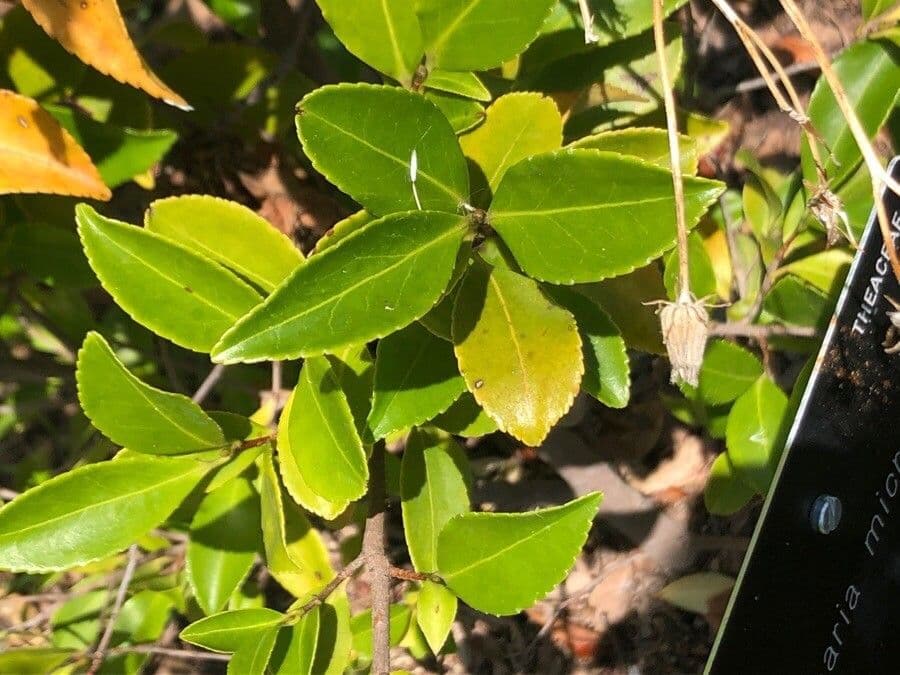 Pyrenaria 3