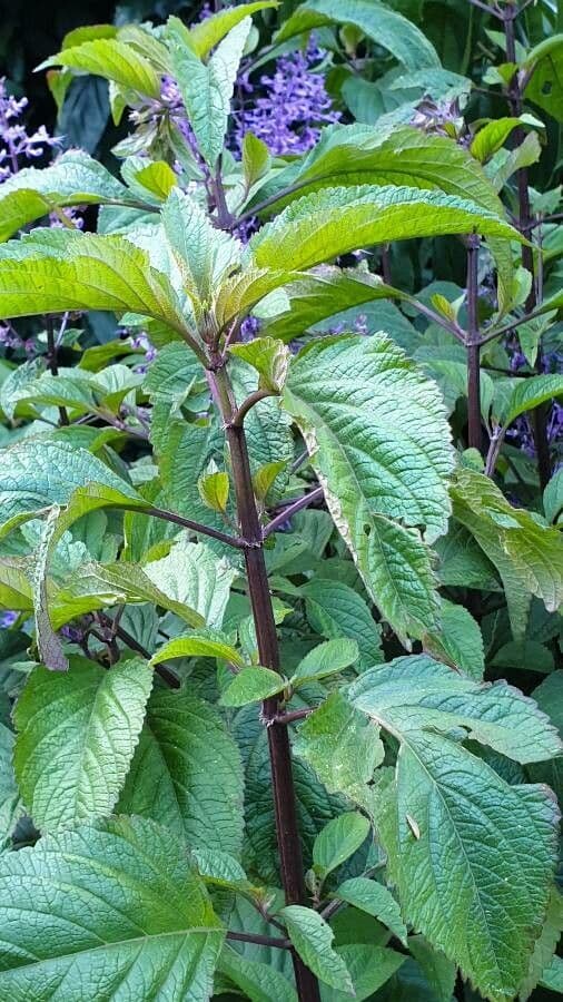 Plectranthus 21