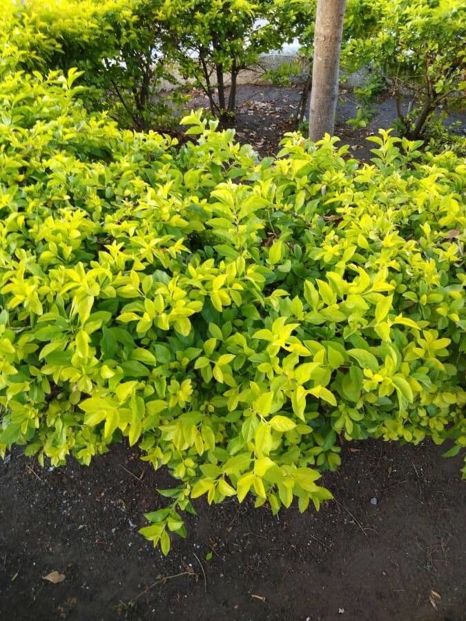 Duranta erecta 20