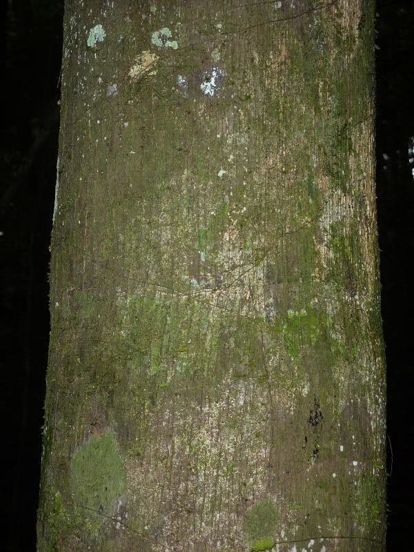 Oenocarpus bacaba 8