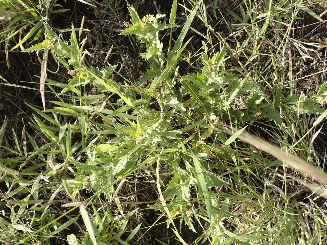 Tragia 12