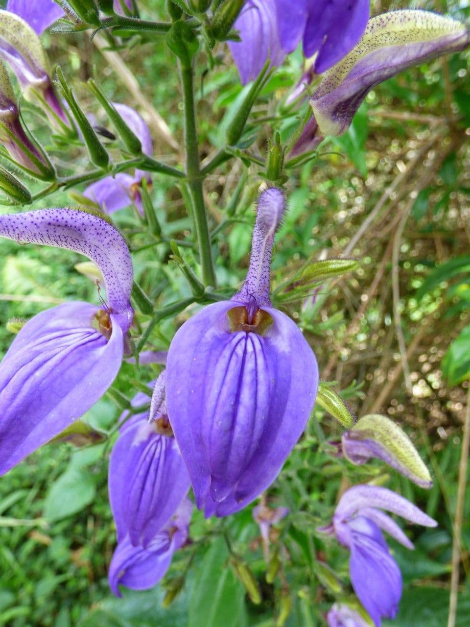Brillantaisia 6