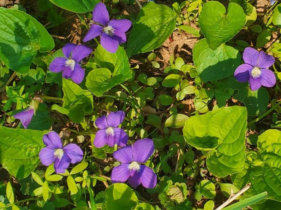 Viola americana 3