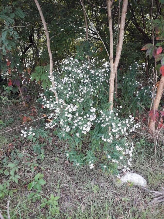 Aster lanceolato 14