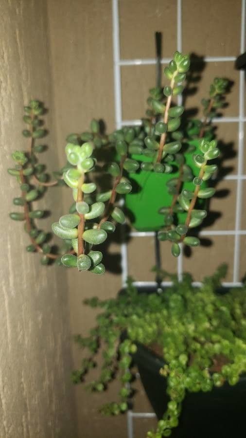Sedum 8