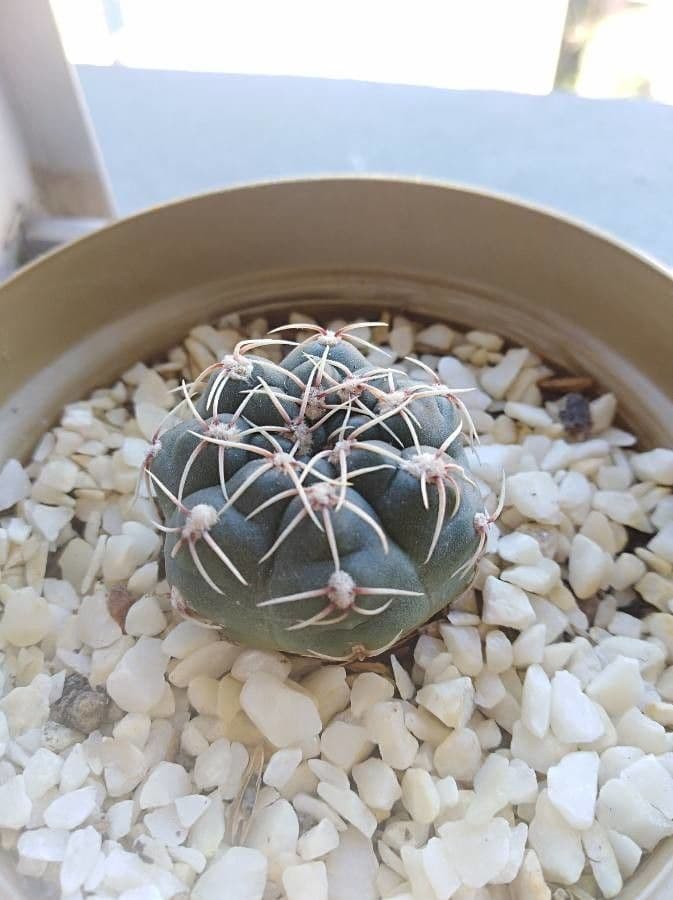 Thelocactus hexaedrophorus 9