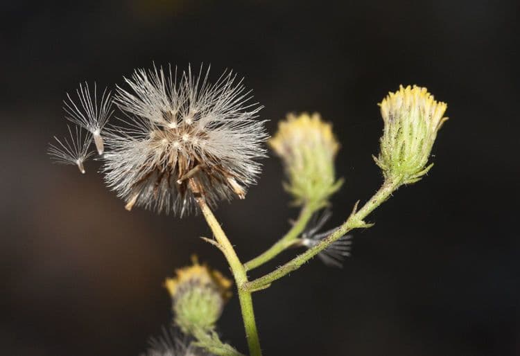 Erigeron delle rocce 2