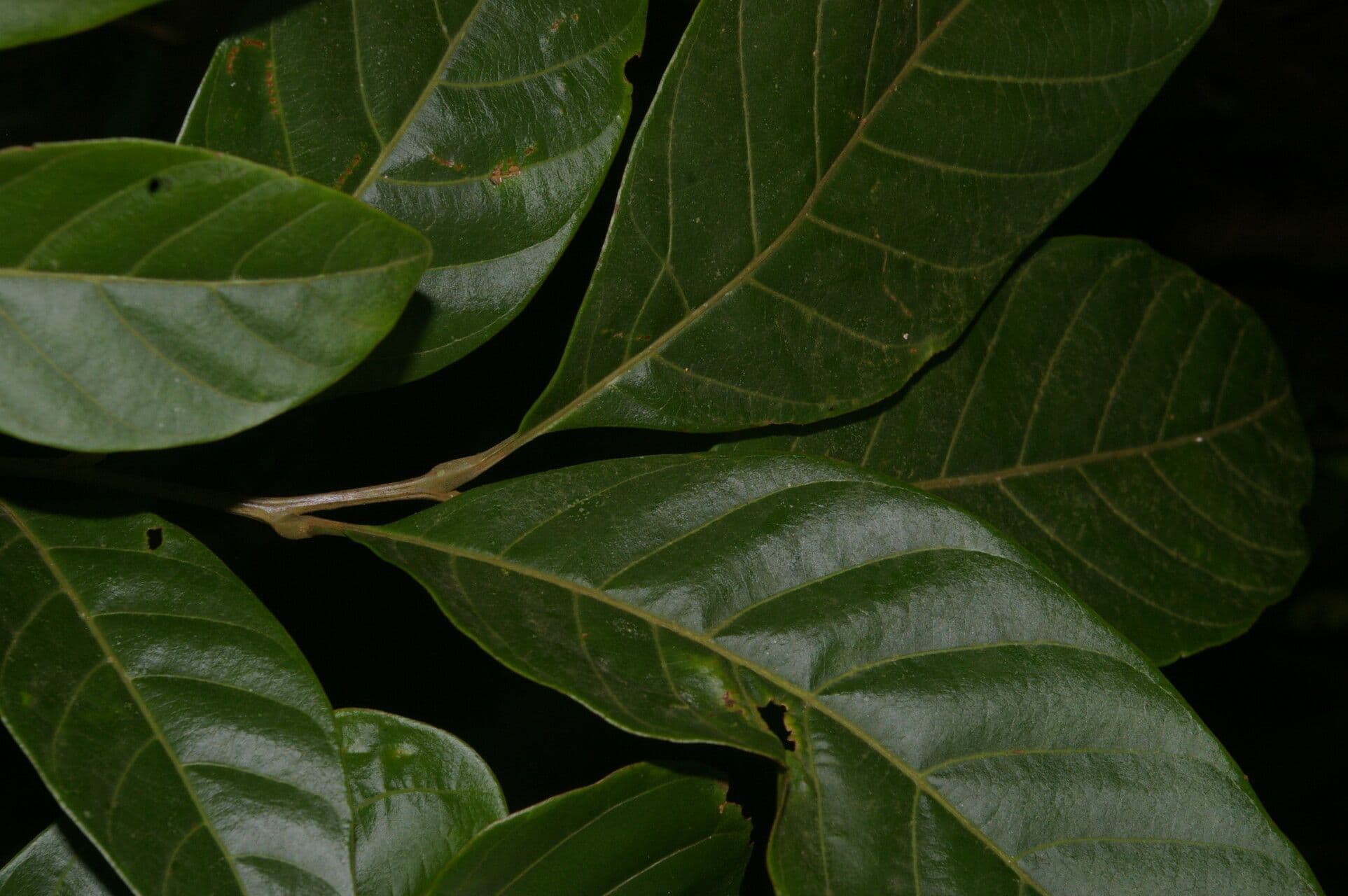 Cupania 6