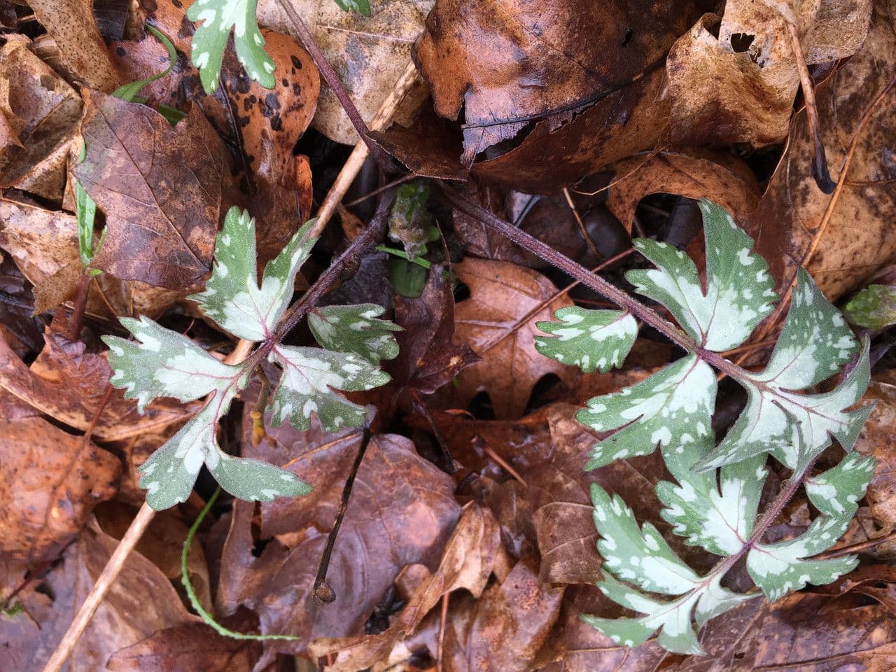 Feuille d'eau appendiculée 8