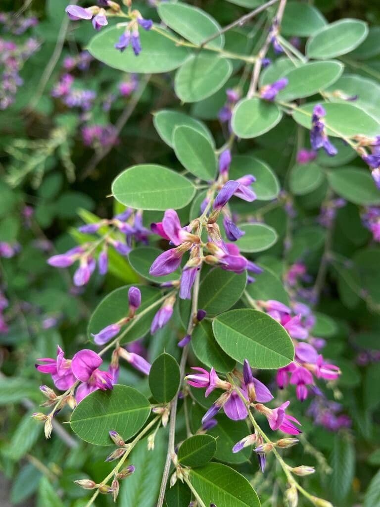 Lespedeza bicolore 26