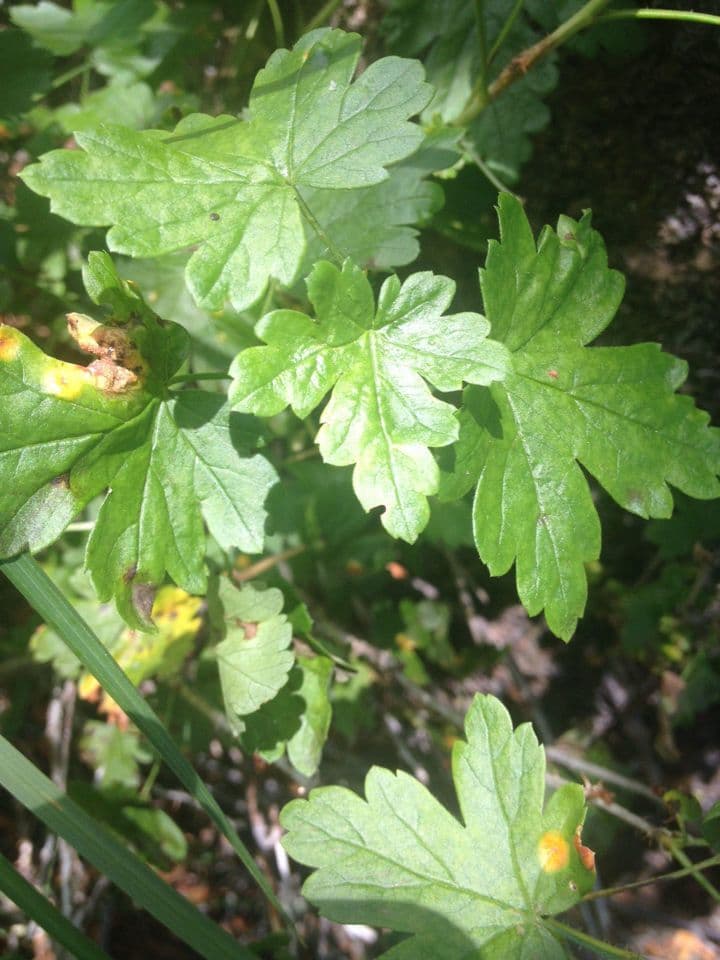 Ribes 11