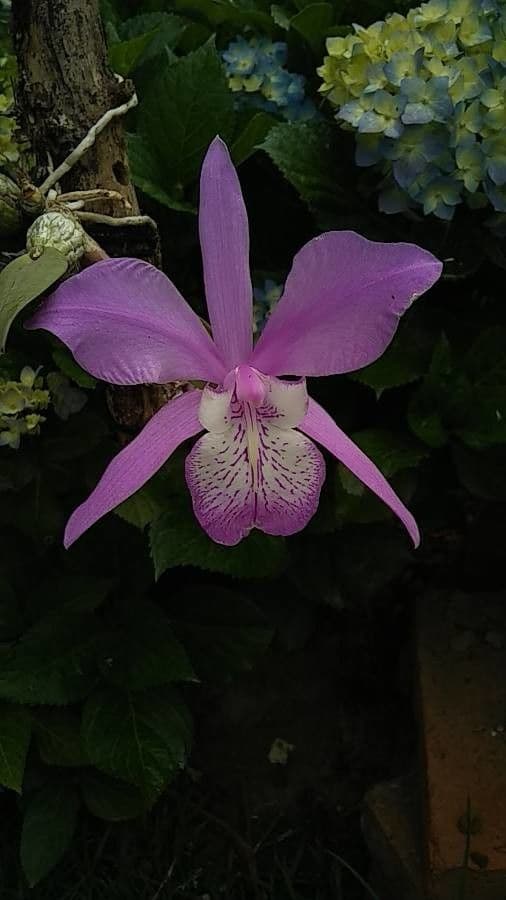 Laelia magnifica 3