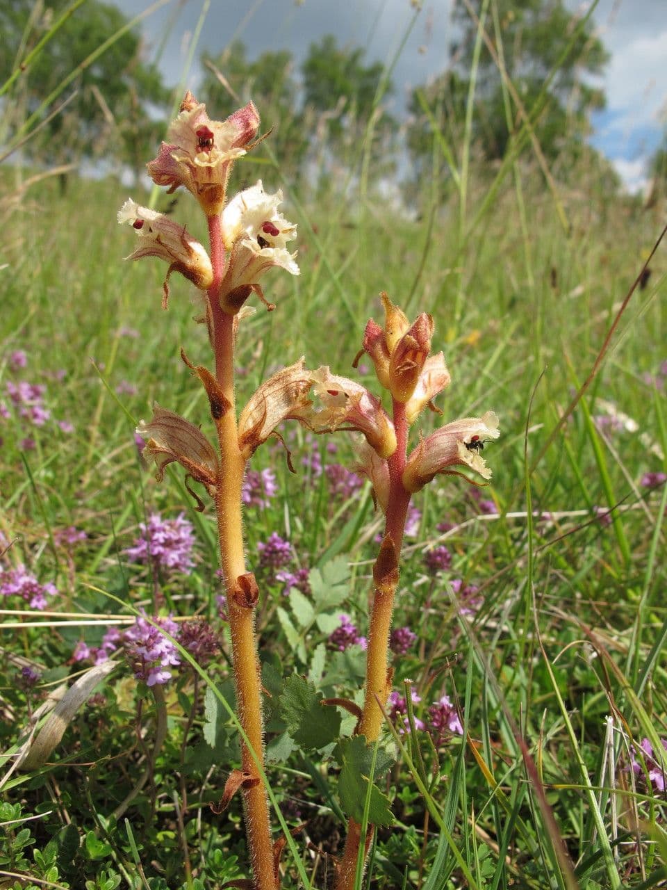 Orobanche alba 11