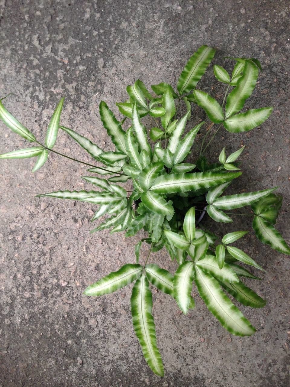 Pteris di Creta 9