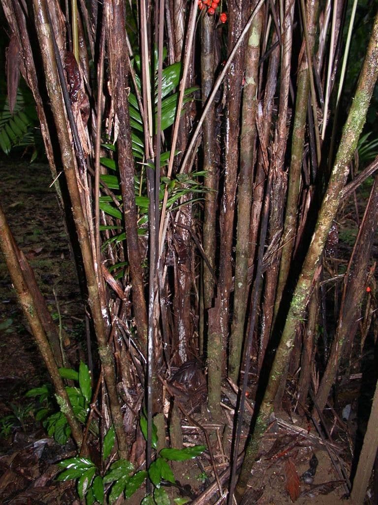 Bactris 7