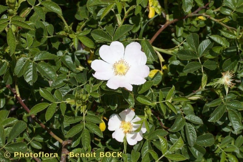 Pouzinii-Rose 10