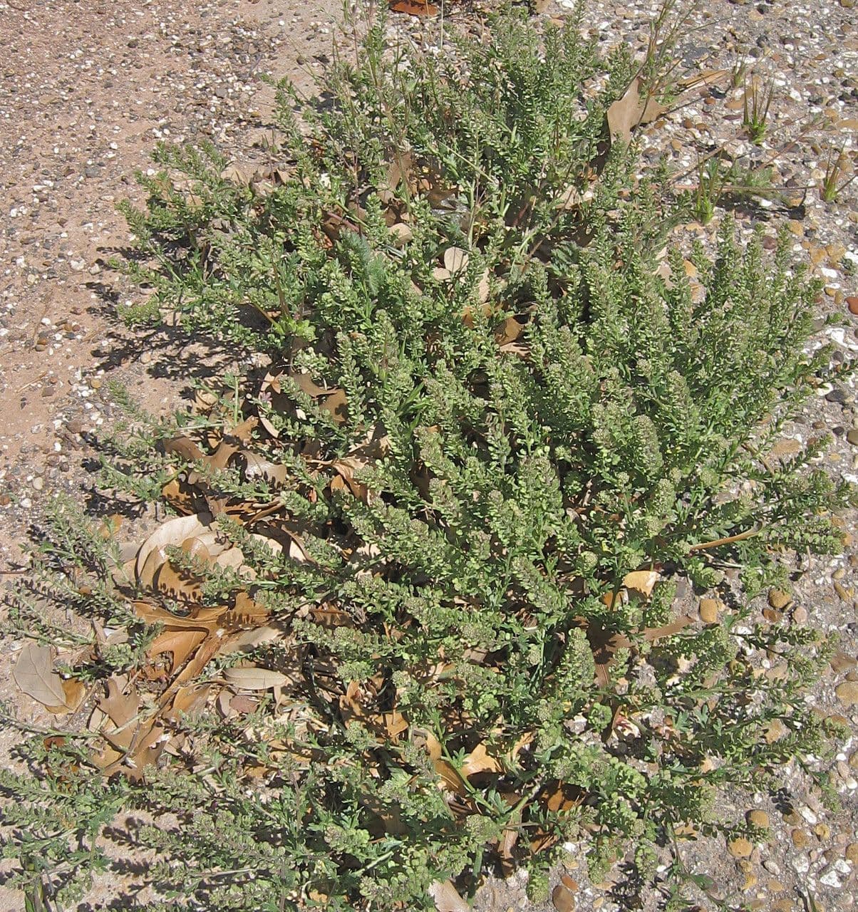 Lepidium oblongum 2