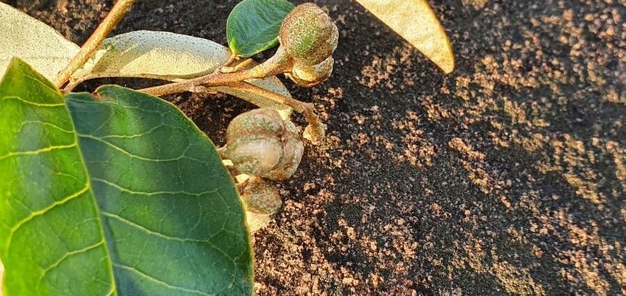 Croton 2