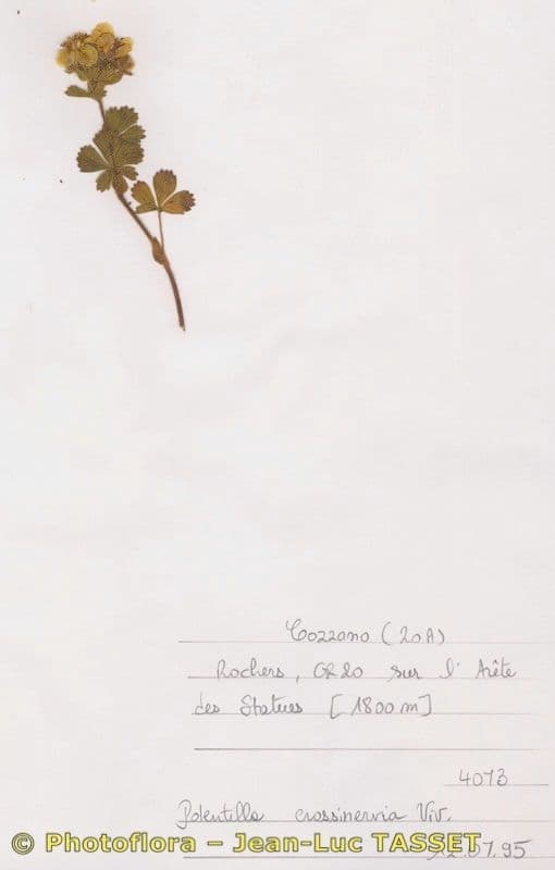 Mochna 15