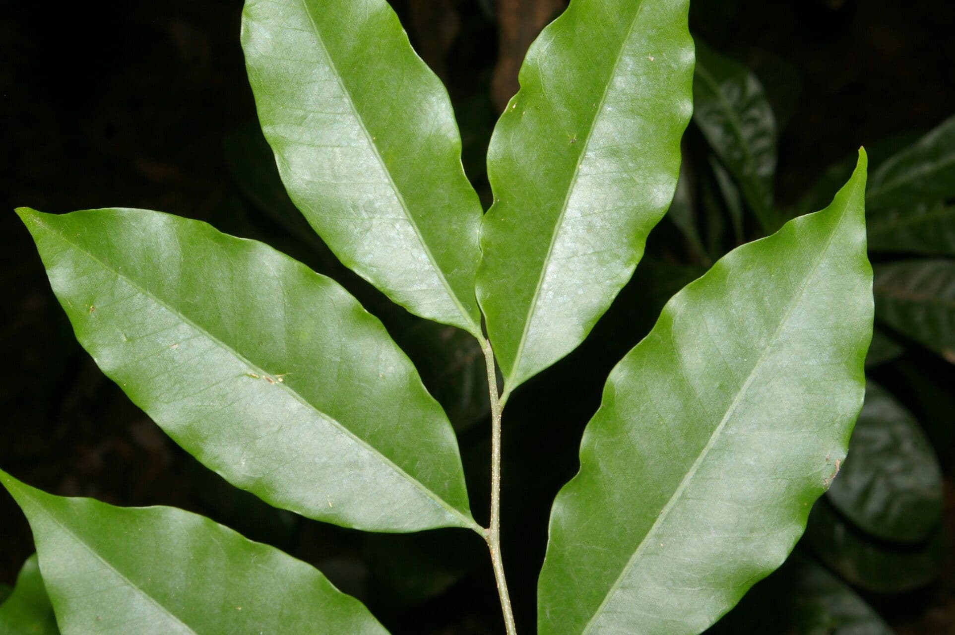 Aspidosperma rigida 6