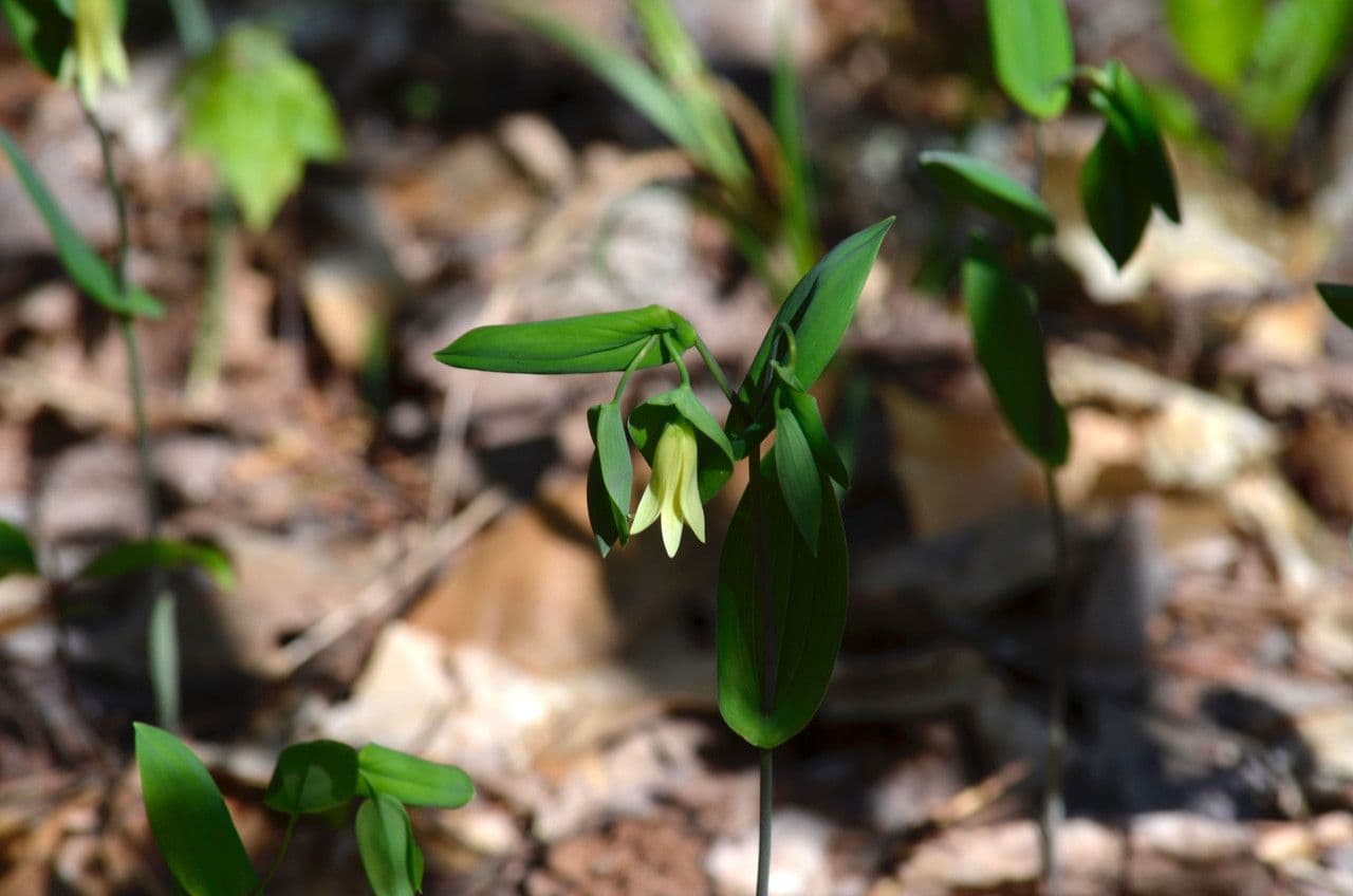 Uvularia perfoliata 10