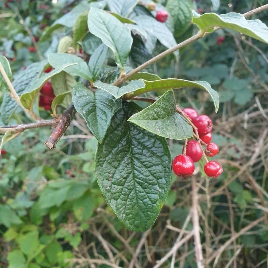 Cotonéaster 19
