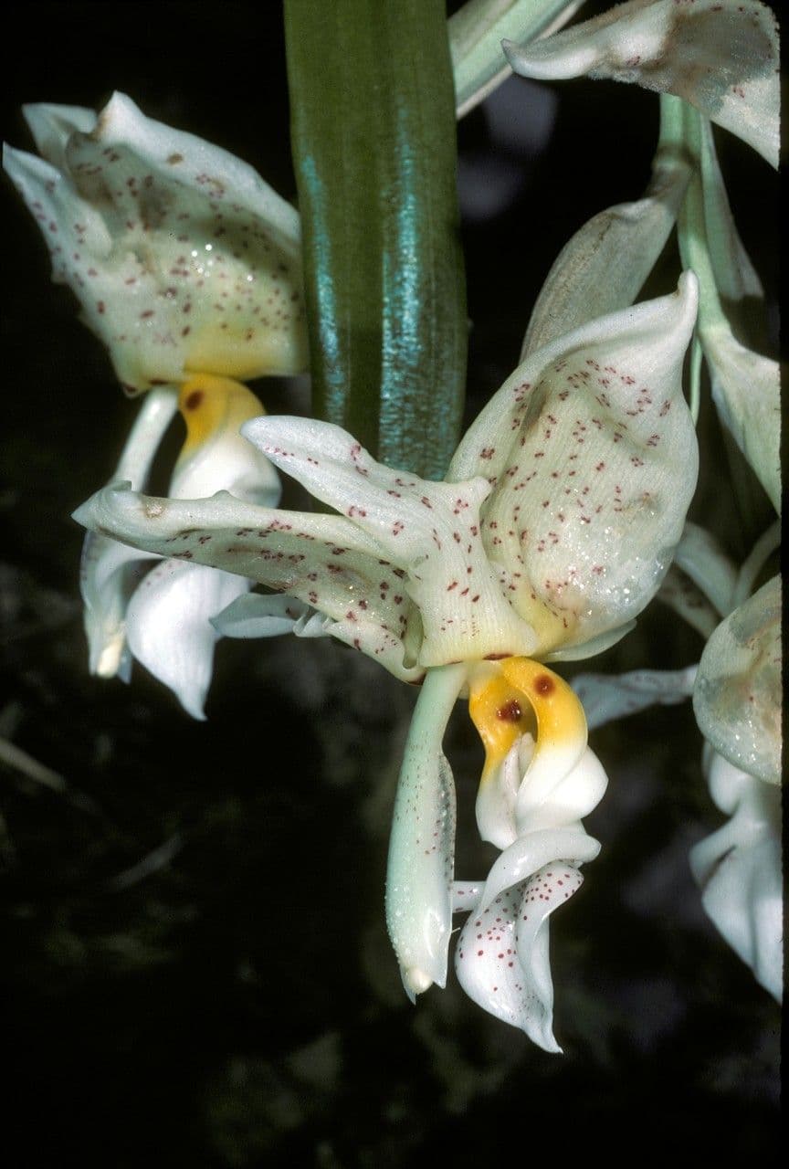 Stanhopea 2