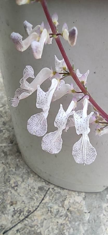 Plectranthus