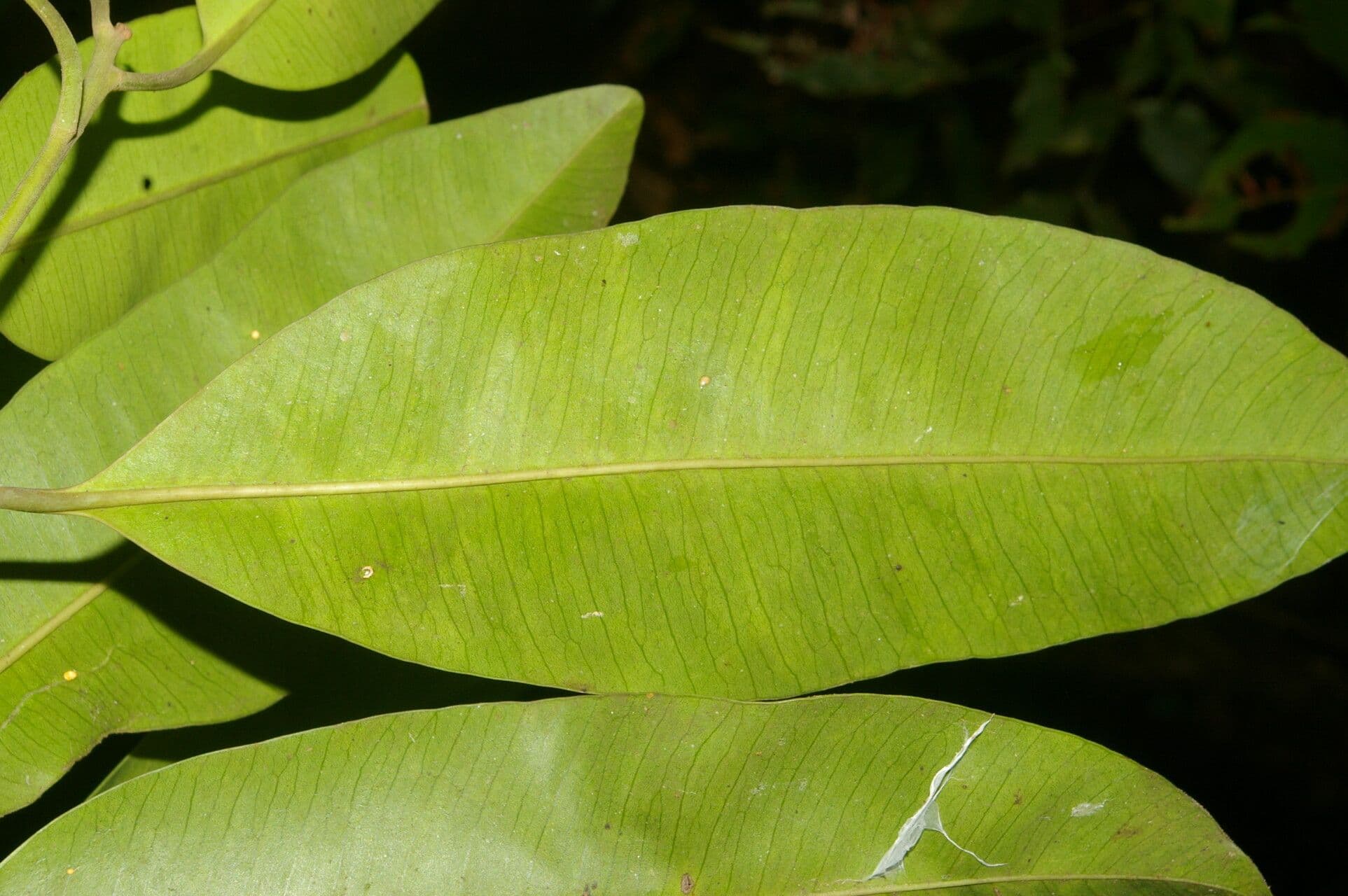 Aspidosperma 2