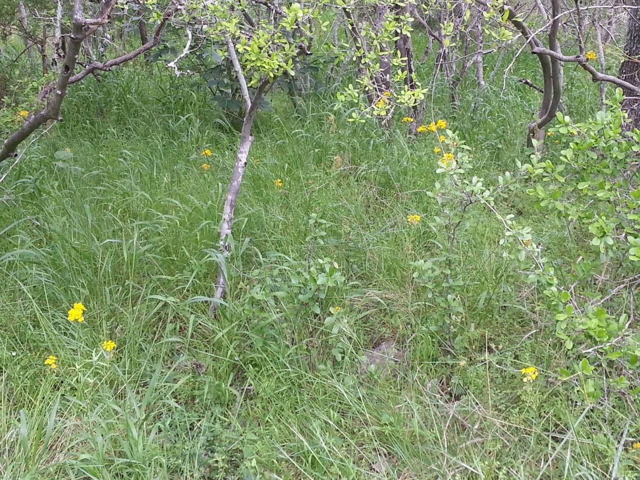 Violaciocca aspra 8