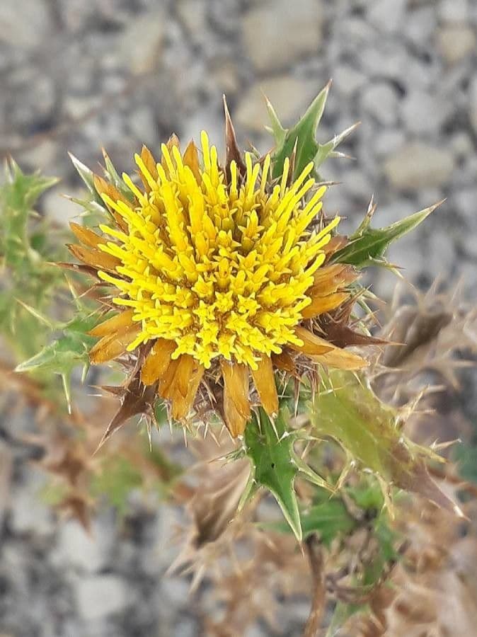 Carlina corimbosa 8