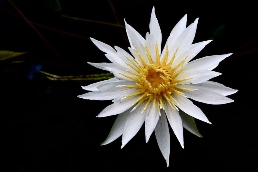 Breitblättrige Seerose 3