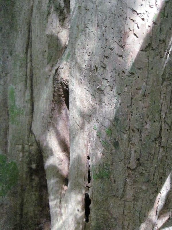 Geissospermum liscio 10