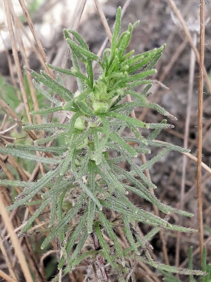 Bugle petit-pin 15