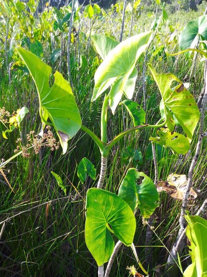 Montrichardia 10