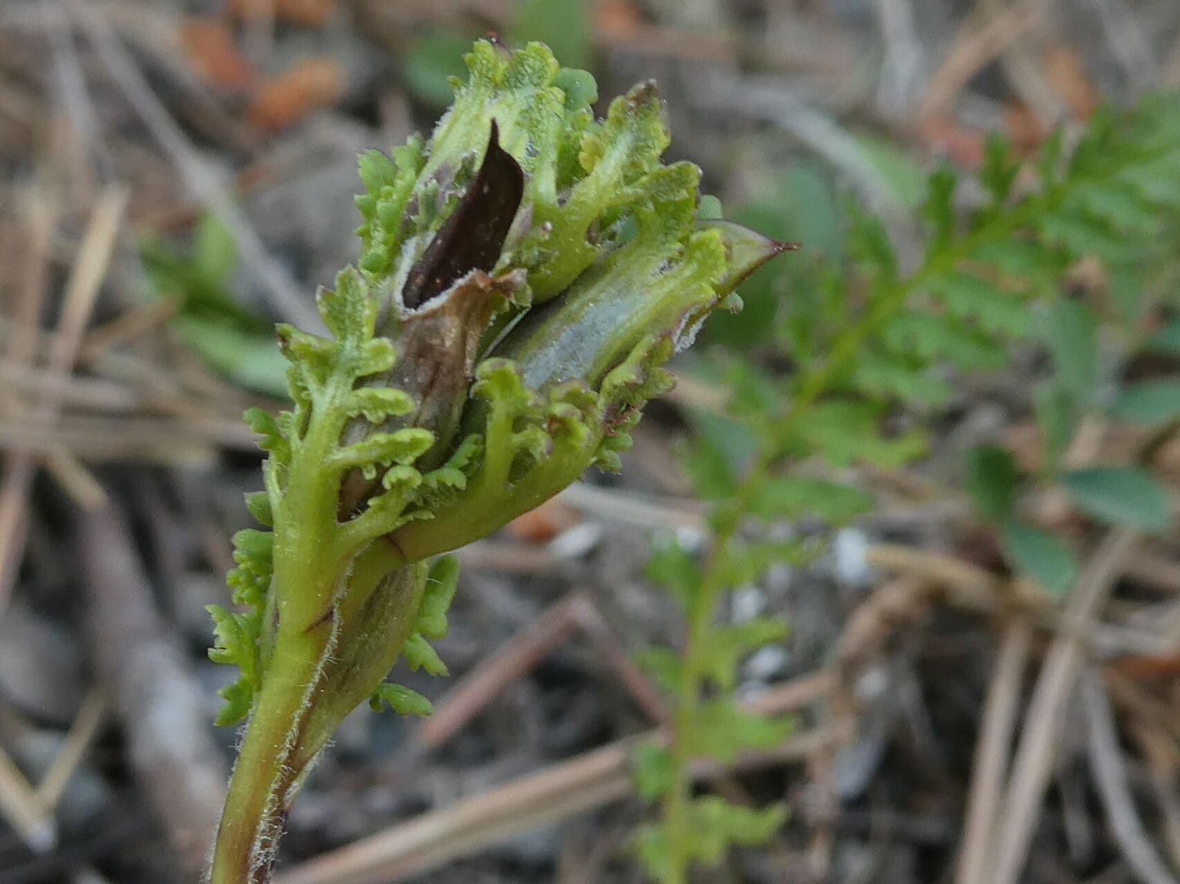 Vrbina pyrenejská