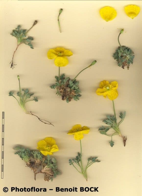 Alpen-Mohn 25