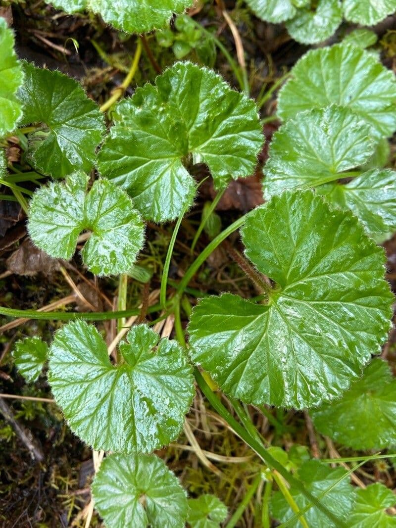 Magellan-Gunnera 11
