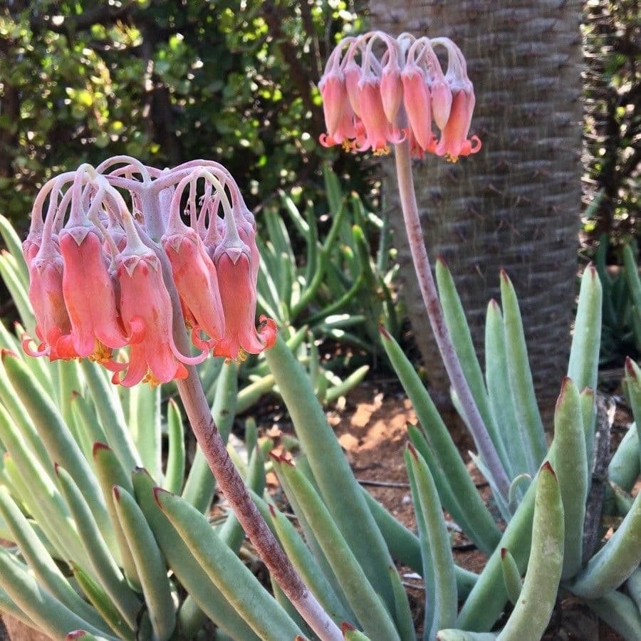 Dudleya 2