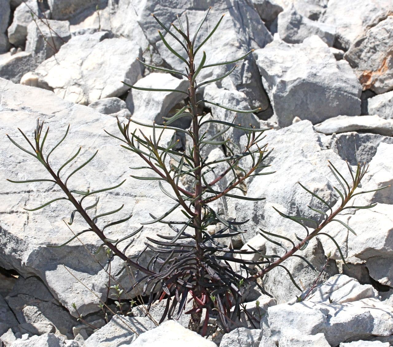 Schiffchenblättrige Schleifenblume 15
