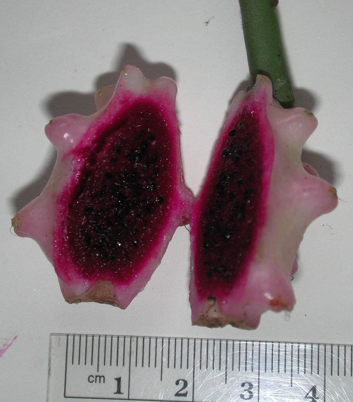 Weberocereus