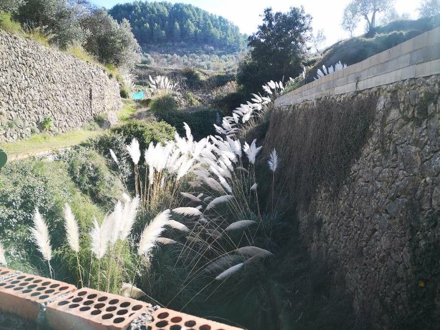 Erba delle pampas 15