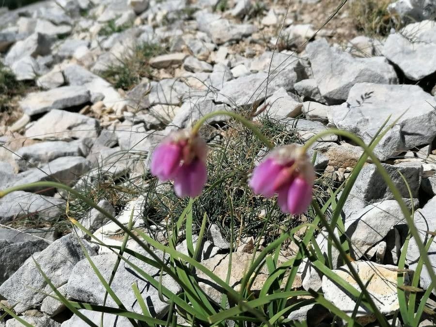 Aglio narciso 20