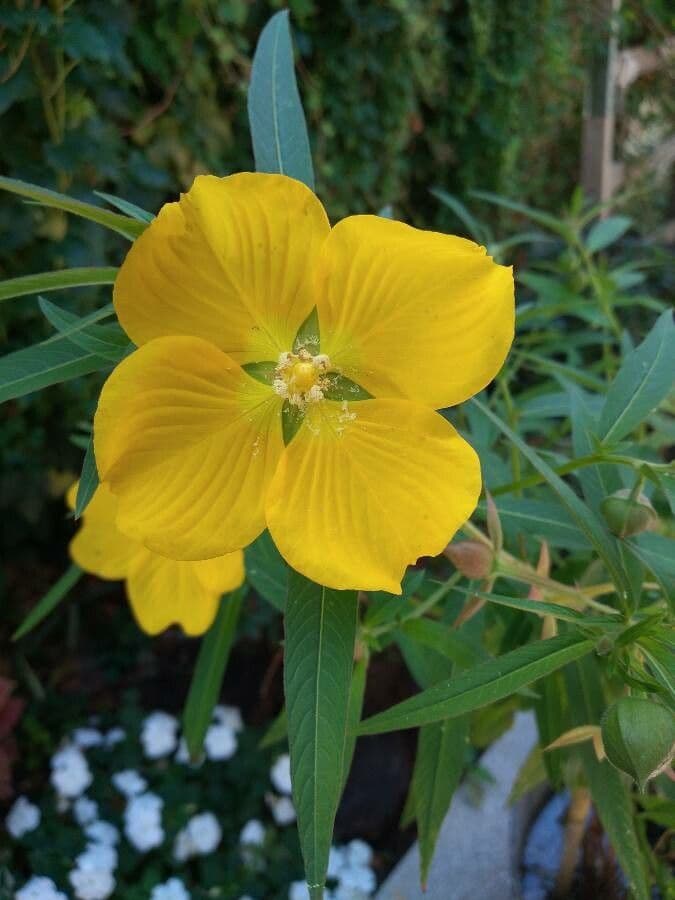 Ludwigia