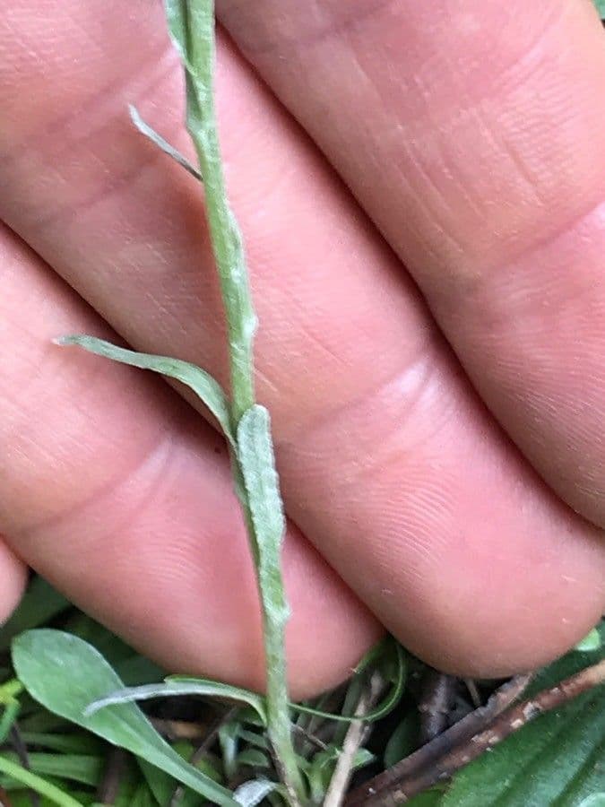 Antennaria de hoja de llantén 21