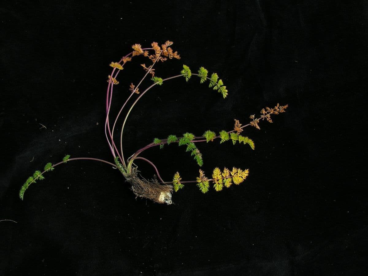 Physospermopsis 7