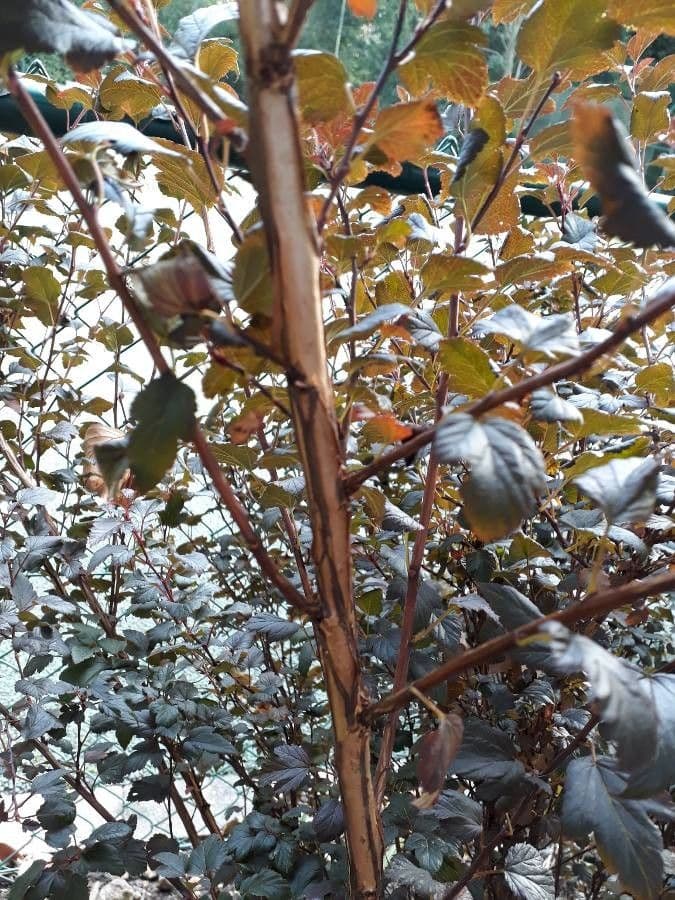 Potočnice strední 24