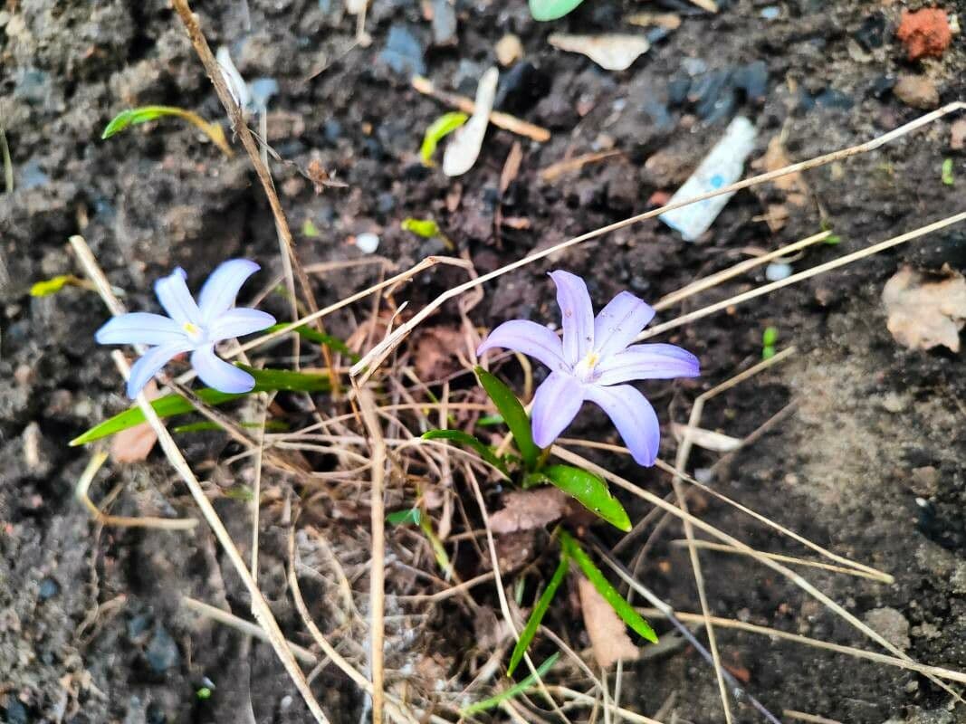 Scilla nana 2
